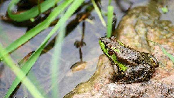 黄梅时节家家雨,青草池塘处处蛙是什么意思