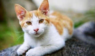 猫瘟在家怎么治 猫瘟自己在家治疗方法