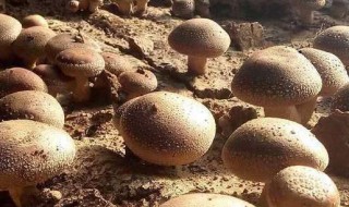 香菇种植技术 香菇怎么种植