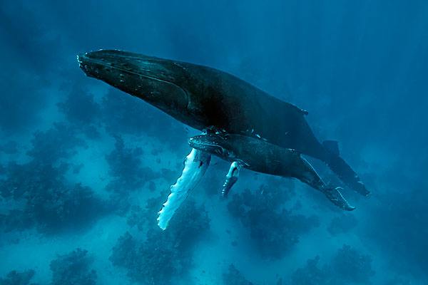 鲸鱼大多生活在哪片海域,赏鲸船为什么对大翅鲸来说