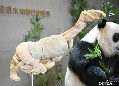 成都大熊猫博物馆(3)
