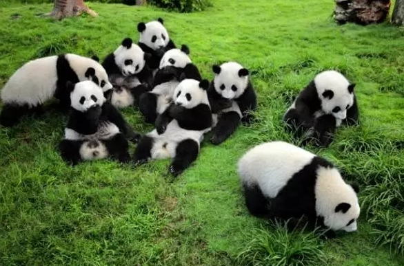 熊猫生态公园(2)