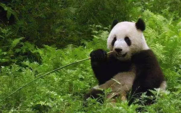 熊猫生态公园(5)