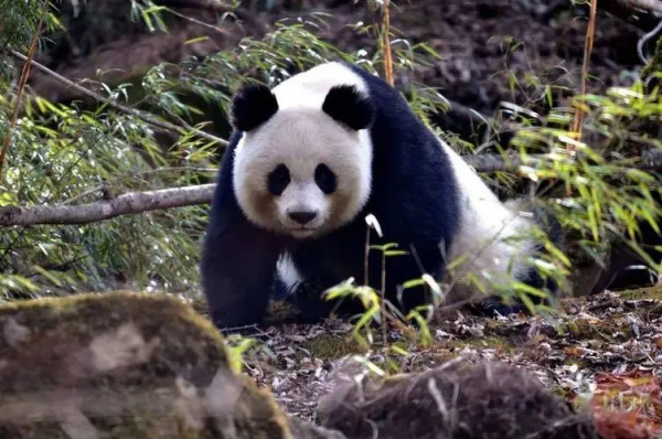 熊猫生态公园(6)