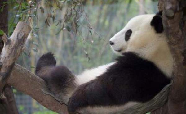 熊猫生态公园(8)